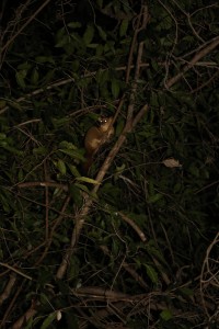 Observation d'un lémurien nocturne : Mirza coquereli  